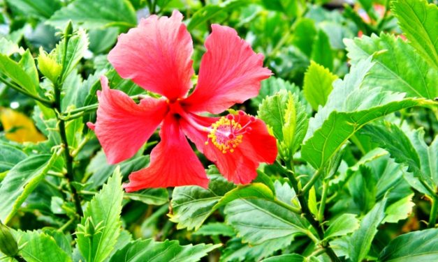 Maui, Hawaii<input type="hidden" class="is-post-family-safe" value="true">