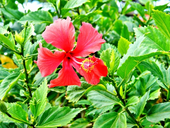 Maui, Hawaii<input type="hidden" class="is-post-family-safe" value="true">