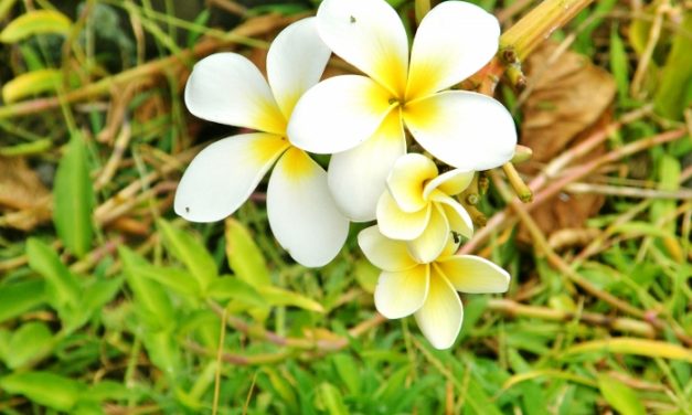Maui, Hawaii<input type="hidden" class="is-post-family-safe" value="true">