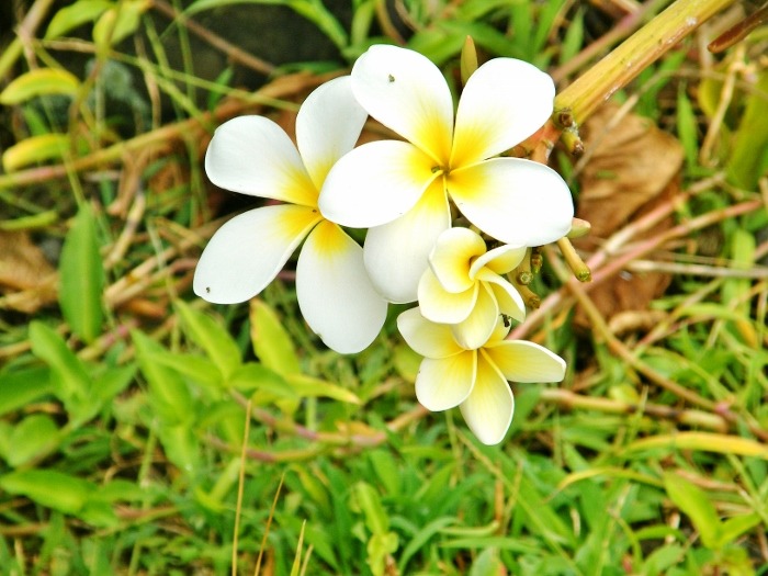 Maui, Hawaii<input type="hidden" class="is-post-family-safe" value="true">