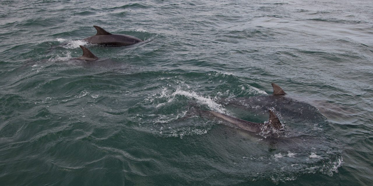Strangford Lough, County Down<input type="hidden" class="is-post-family-safe" value="true">