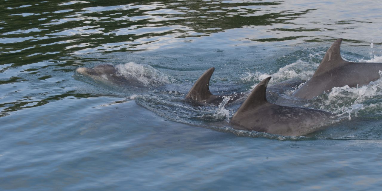 Strangford Lough, County Down<input type="hidden" class="is-post-family-safe" value="true">
