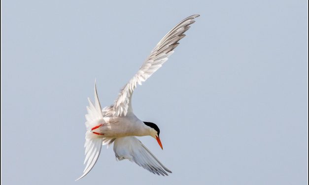 Studland to Swanage, Dorset<input type="hidden" class="is-post-family-safe" value="true">