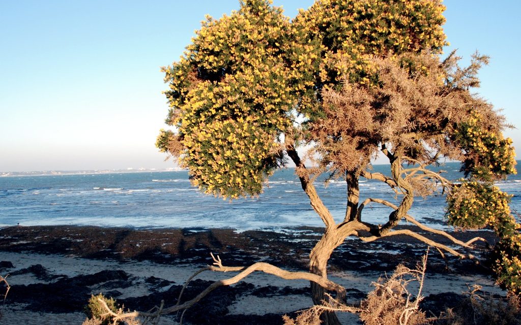Studland to Swanage, Dorset<input type="hidden" class="is-post-family-safe" value="true">