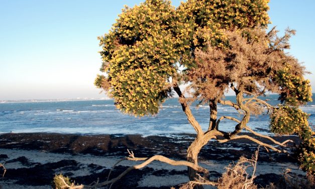 Studland to Swanage, Dorset<input type="hidden" class="is-post-family-safe" value="true">