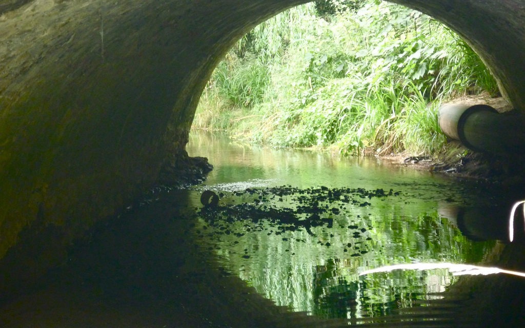River Brue, Westhay, Nr. Glastonbury<input type="hidden" class="is-post-family-safe" value="true">