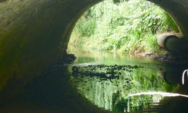 River Brue, Westhay, Nr. Glastonbury<input type="hidden" class="is-post-family-safe" value="true">