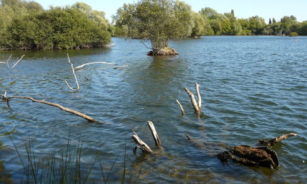 Leybourne Lakes Country Park, Kent<input type="hidden" class="is-post-family-safe" value="true">