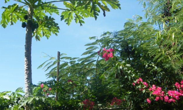 Grenada, Caribbean, West Indies<input type="hidden" class="is-post-family-safe" value="true">