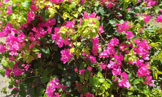 Grenada, Caribbean, West Indies<input type="hidden" class="is-post-family-safe" value="true">