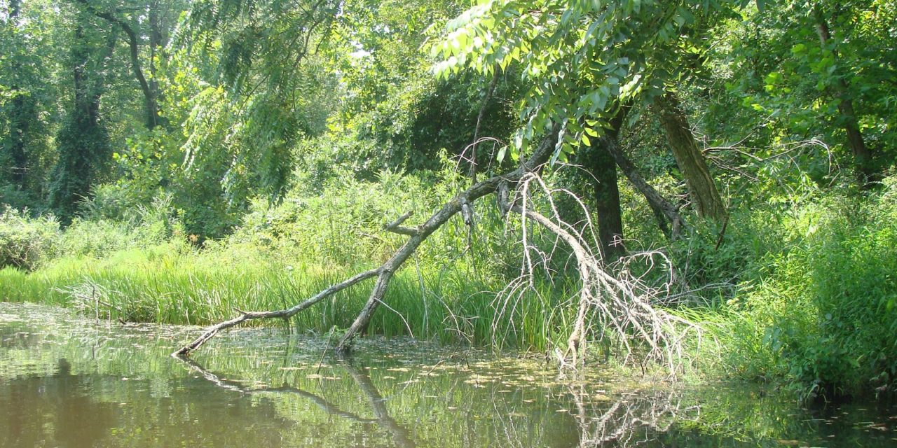 Oxford Circuit Canoe Trail, Oxfordshire<input type="hidden" class="is-post-family-safe" value="true">
