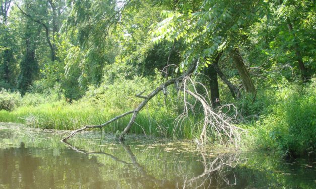 Oxford Circuit Canoe Trail, Oxfordshire<input type="hidden" class="is-post-family-safe" value="true">