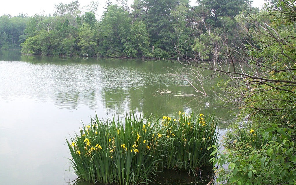 Horseshoe Lake, Hampshire<input type="hidden" class="is-post-family-safe" value="true">