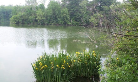 Horseshoe Lake, Hampshire<input type="hidden" class="is-post-family-safe" value="true">